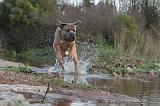 CANE CORSO 136